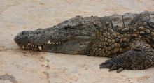 Карантинден качып барып крокодилге жем болду. Африкадагы окуя