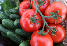 Россия запрещает импорт тепличных помидоров и перца из крупнейшего экспортного региона Узбекистана