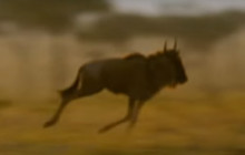 Антилопа баласын коргоп, арстандын кардын жарып сала жаздаган видео