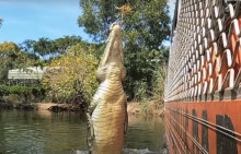 Суудан атып чыгып, тартып жүргөн дронду тиштеп алган крокодил. Видео