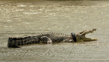 Индонезияда крокодилдин мойнундагы дөңгөлөк алты жылдан кийин алынды. Видео