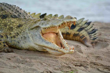 Крокодил дарыяда сүзүп жүргөн кишини досторунун көзүнчө жеп койду